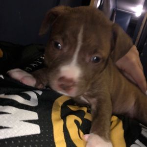 Meet your Posher, Emma